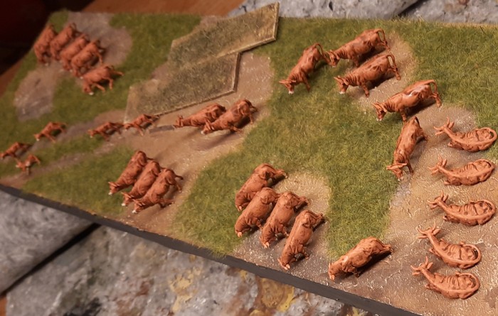 Die ganze Herde wurde hier mit dem Umber Wash behandelt. Man könnte die Kühe glatt stehen und grasen lassen - wenn sie denn nicht auf Hochbordwagen verladen werden müssten...