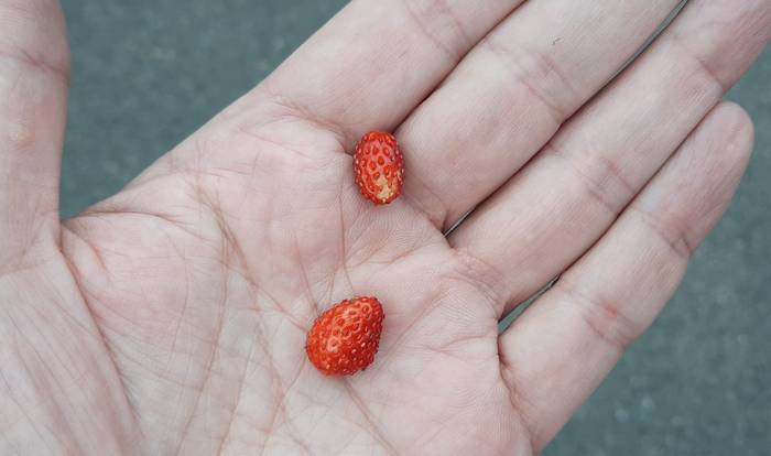 Zwei Walderdbeeren wurden gejagt und unter den Enkeln verteilt.