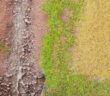 Gras, Getreide und anderes Gewächs: Doncolor pröbelt für den "großen Wurf"