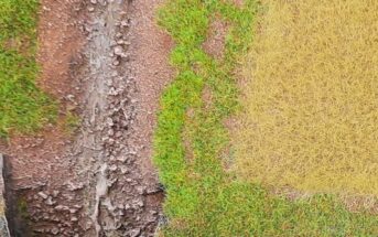 Gras, Getreide und anderes Gewächs: Doncolor pröbelt für den "großen Wurf"