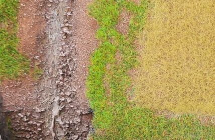 Gras, Getreide und anderes Gewächs: Doncolor pröbelt für den "großen Wurf"